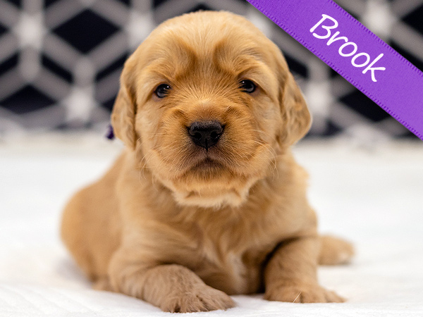 Washington PNW Mini Goldens Margaux and Jake's Spring Litter