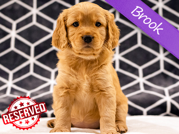 Washington PNW Mini Goldens Margaux and Jake's Spring Litter