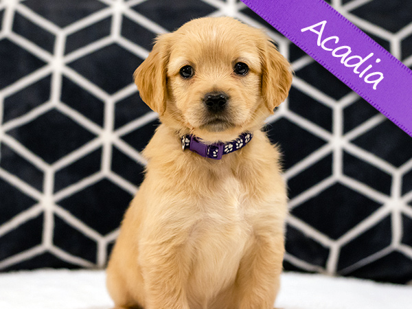 Washington PNW Mini Goldens Sunny & Margaux Acadia