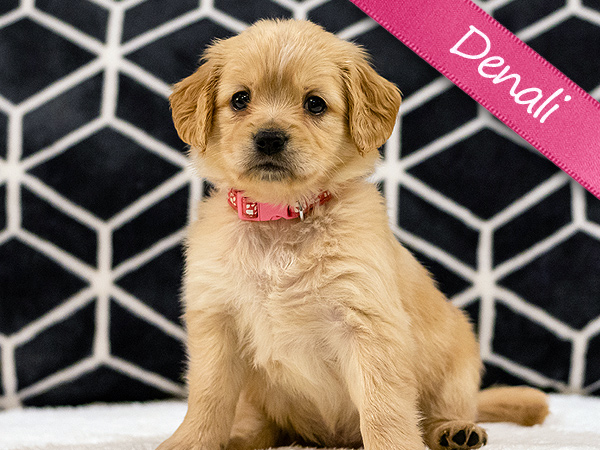 Washington PNW Mini Goldens Sunny & Margaux Denali