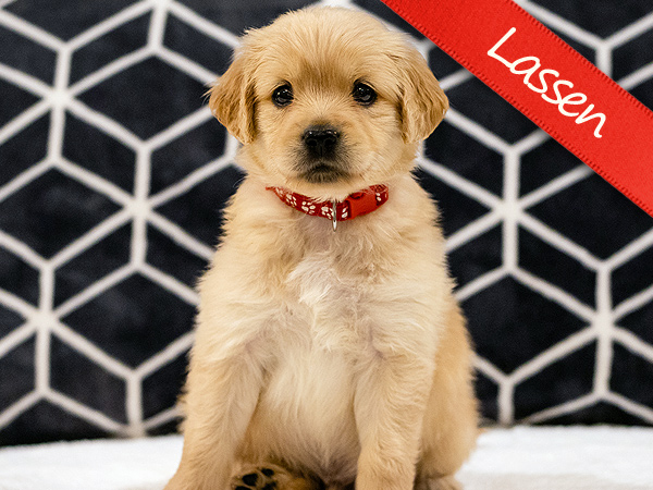 Washington PNW Mini Goldens Sunny & Margaux Lassen