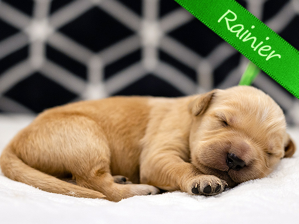 Washington PNW Mini Goldens Sunny & Margaux Rainier