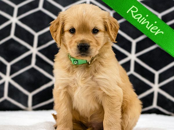 Washington PNW Mini Goldens Sunny & Margaux Rainier