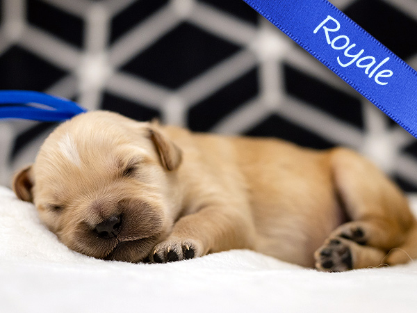 Washington PNW Mini Goldens Sunny & Margaux Royale