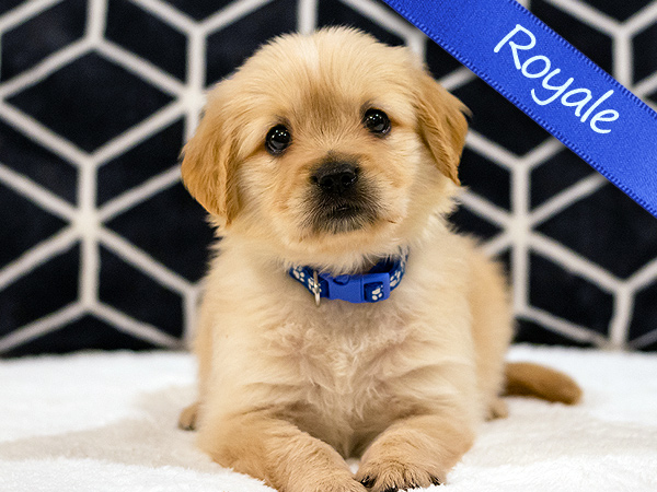 Washington PNW Mini Goldens Sunny & Margaux Royale