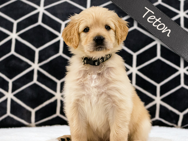 Washington PNW Mini Goldens Sunny & Margaux Teton