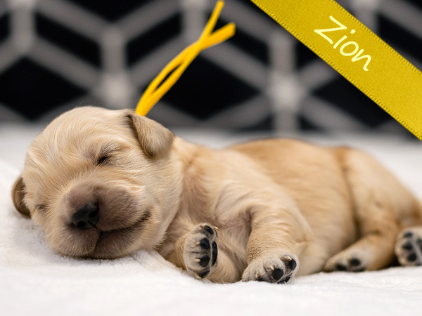 Washington PNW Mini Goldens Sunny & Margaux Zion