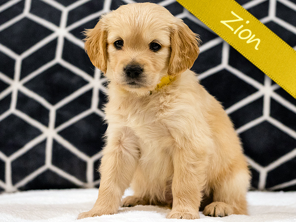 Washington PNW Mini Goldens Sunny & Margaux Zion