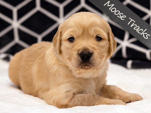 Washington PNW Mini Goldens Wally and Phoebe Moose Tracks