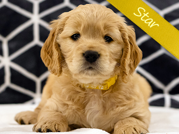 Washington PNW Mini Goldens Wally and Phoebe Star