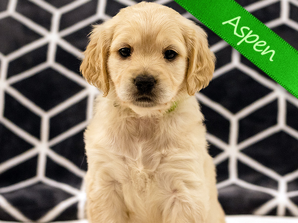 Washington PNW Mini Goldens Wally and Rose Aspen