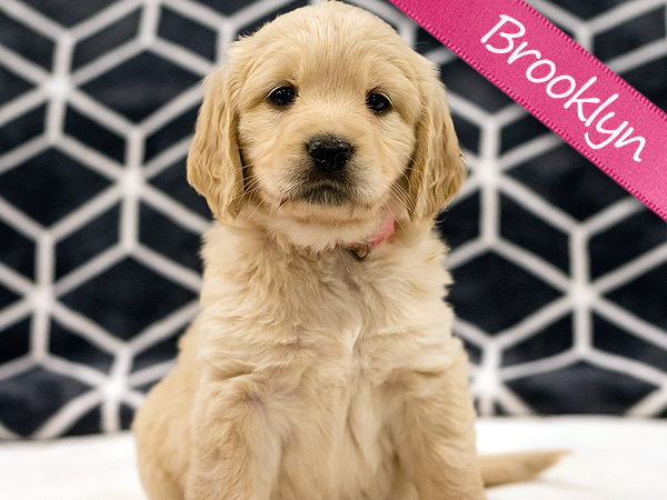 Washington PNW Mini Goldens Wally and Rose Brooklyn