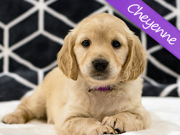 Washington PNW Mini Goldens Wally and Rose Cheyenne