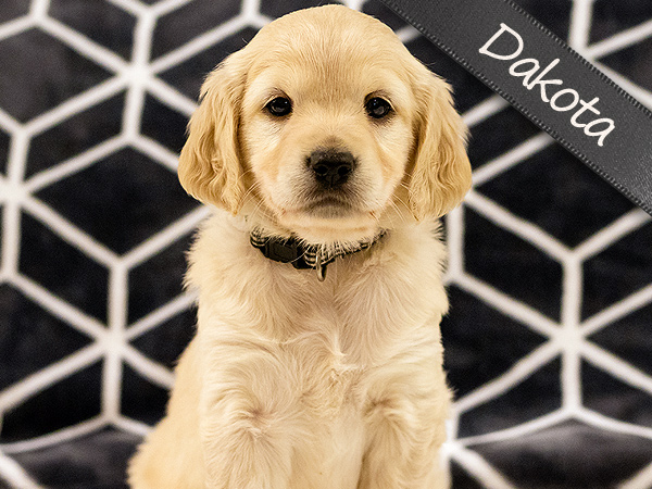 Washington PNW Mini Goldens Wally and Rose Dakota