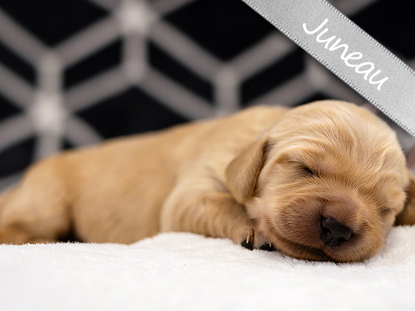 Washington PNW Mini Goldens Wally and Rose Juneau