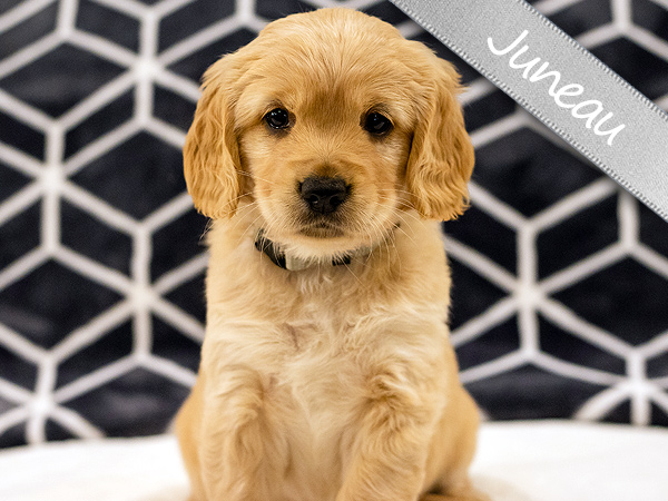 Washington PNW Mini Goldens Wally and Rose Juneau