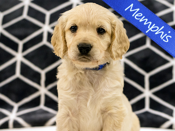 Washington PNW Mini Goldens Wally and Rose memphis
