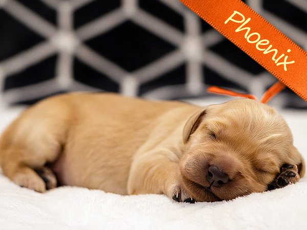 Washington PNW Mini Goldens Wally and Rose Phoenix