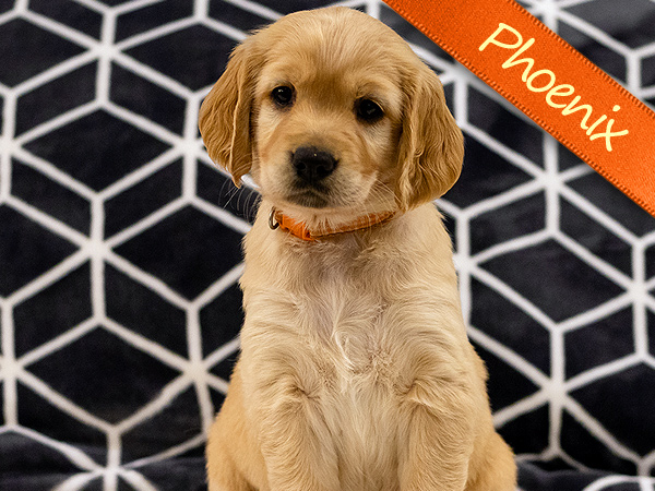 Washington PNW Mini Goldens Wally and Rose Phoenix