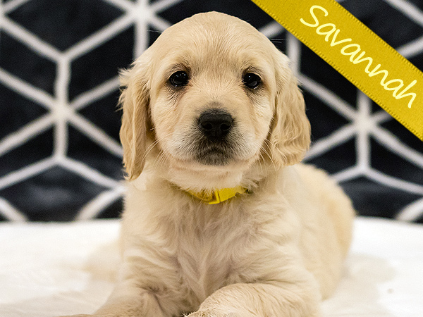 Washington PNW Mini Goldens Wally and Rose Savannah