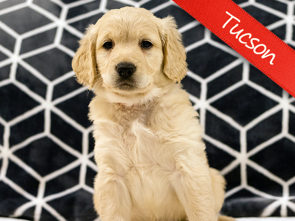 Washington PNW Mini Goldens Wally and Rose Tucson