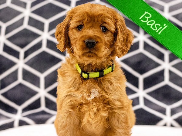 Washington PNW Mini Goldens Wally and Wren Basil