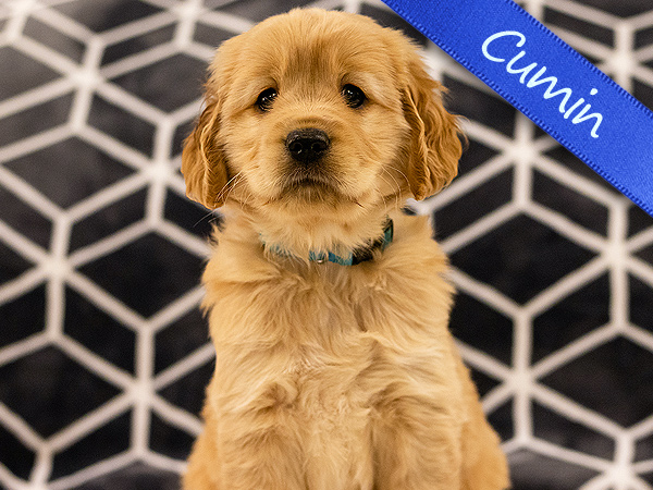 Washington PNW Mini Goldens Wally and Wren Cumin 
