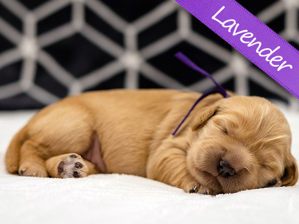 Washington PNW Mini Goldens Wally and Wren Lavender