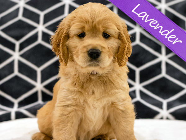 Washington PNW Mini Goldens Wally and Wren Lavender