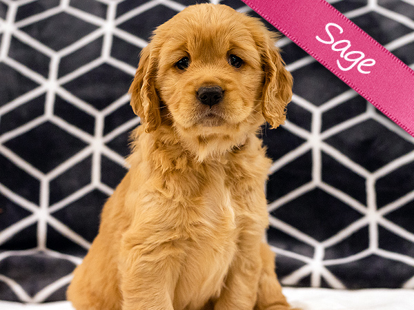Washington PNW Mini Goldens Wally and Wren Sage